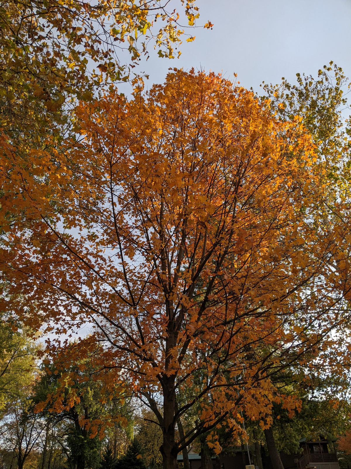 PXL_20251103_210419784.MP