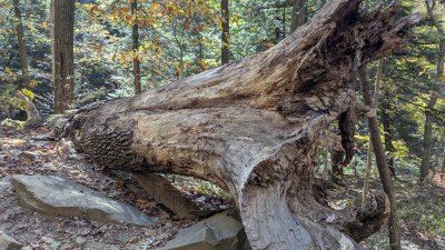 PXL_20251029_164442533.MP