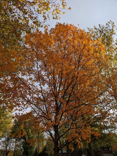 PXL_20251103_210419784.MP