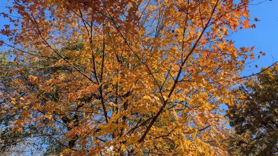 PXL_20251103_181945304.MP